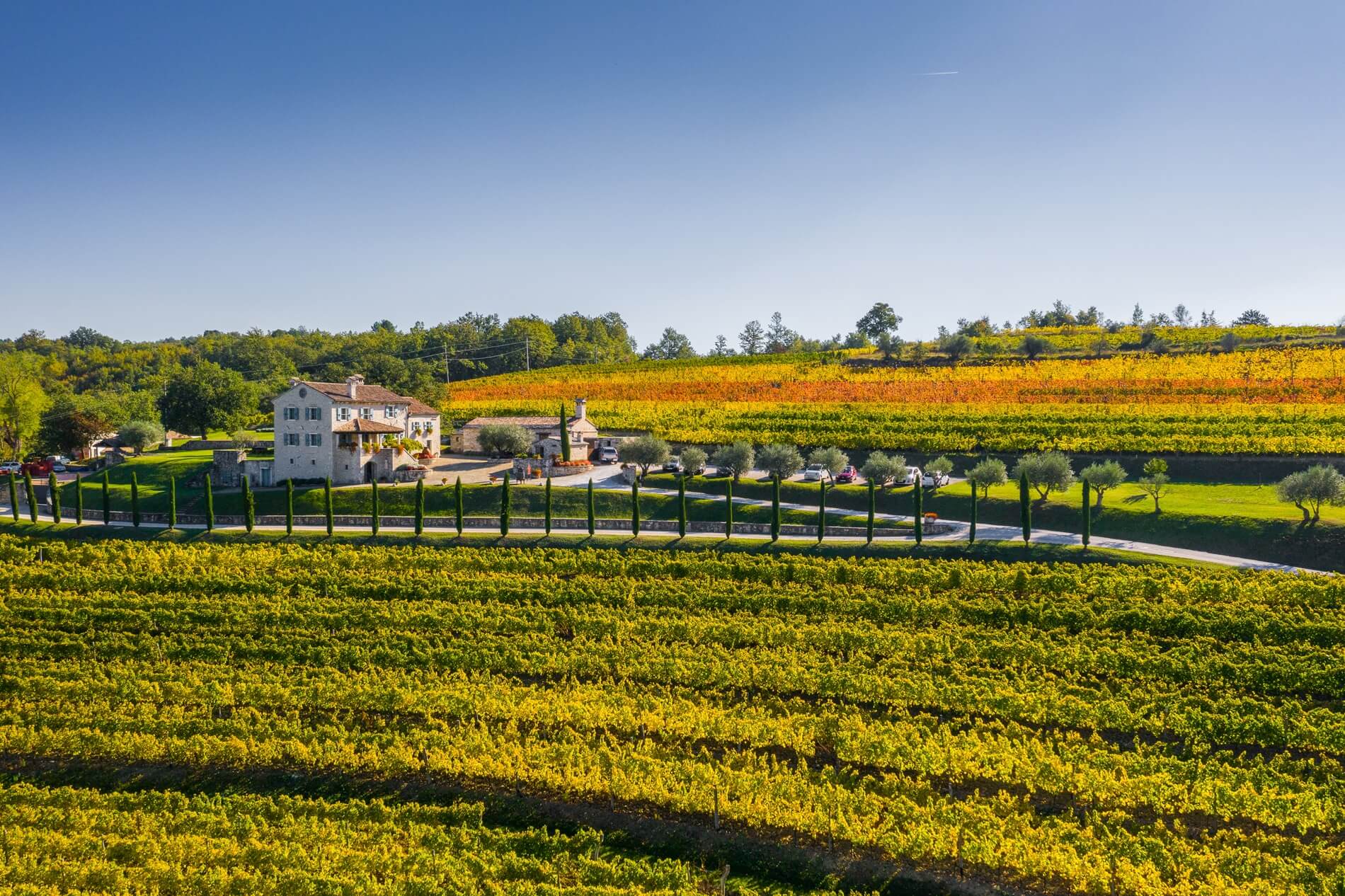 Kabola winery surrounded by golden vineyards